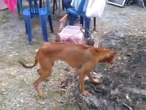 Il était une fois, le chien qui a le rythme dans la peau