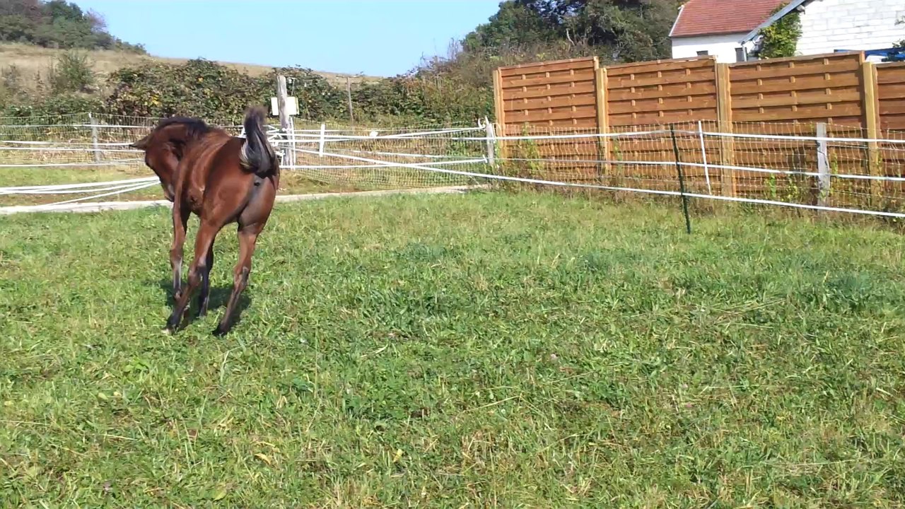 Et Tic... Et Tac, jumeaux TF, course folle une semaine après l'arrivée