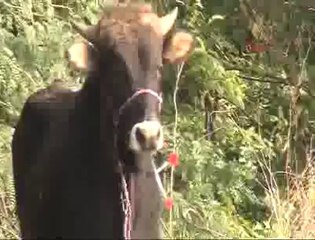 BURSA'DA KAÇAN BOĞA GÜÇLÜKLE YAKALANDI