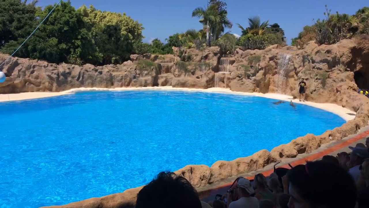 Dolphin Show - Loro Praque Tenerife