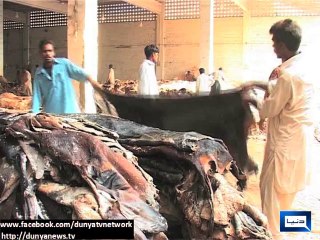 Dunya news-Race for hide collection picks up