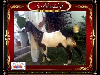 قربانی کے جانور کی عمر ۔۔