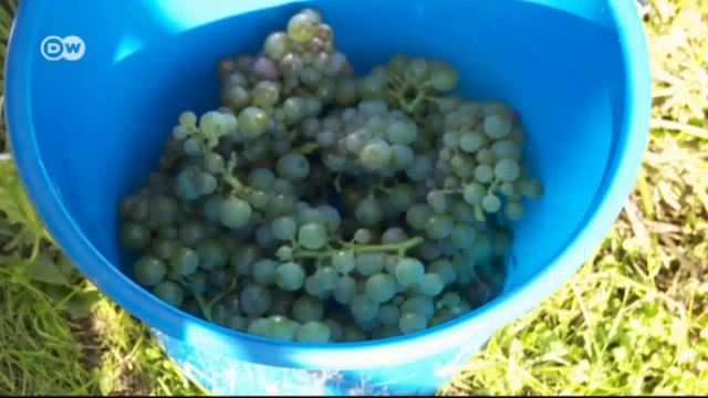 Alemania, tierra de vinos (05): la región vinícola más septentrional | Euromaxx