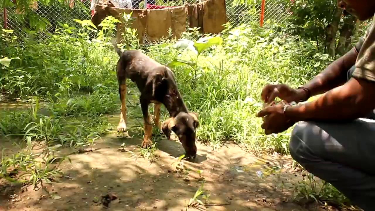Puppy Who Turned 'Rock Solid' In Hot Tar Pool Rescued In India