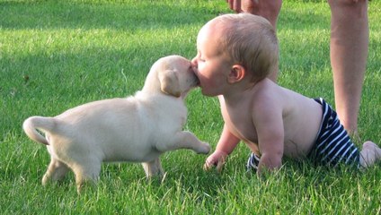 Puppies and Babies Playing Together