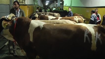 Kurban Bayramı'na Doğru - Bayrampaşa Kurbanlık Kesimhanesi