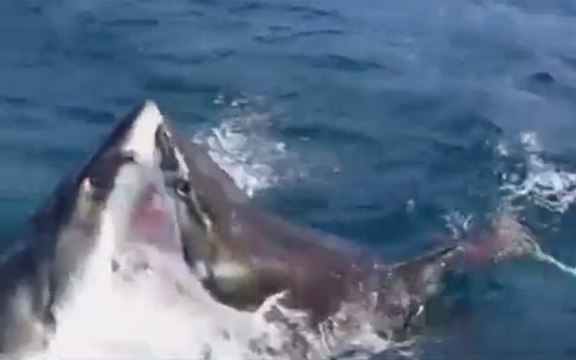 Deux requins blancs s'entre-dévorent