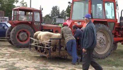 GUMULCINE KURBAN PAZARI