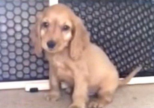Tiny Puppy Conquers Stairs