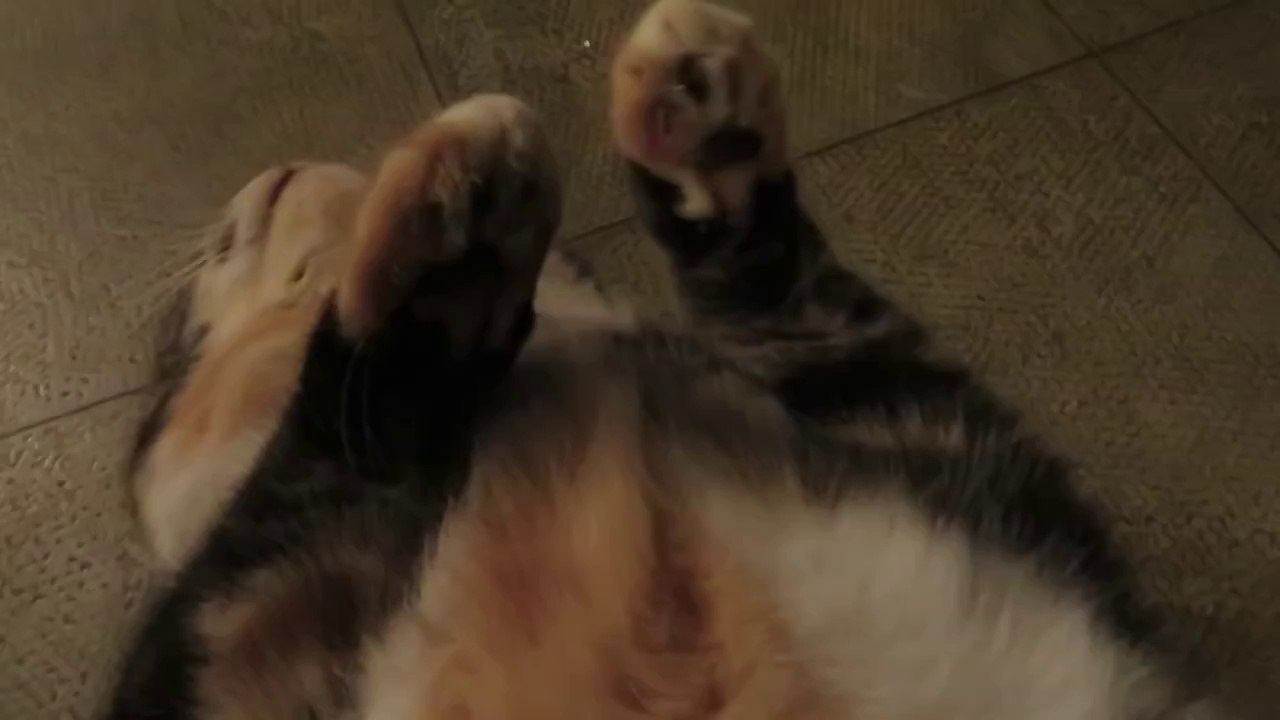 Cats' Sneeze Comes Out of Nowhere