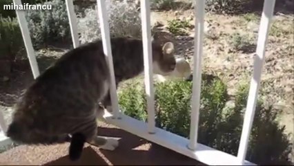 Funny Cats Arguing Compilation 2014 [NEW].