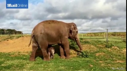 Baby Elephant's ADORABLE First Day Out at Woburn Safari Park