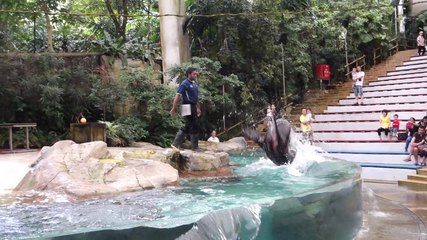 [Sony RX100 III] Singapore Zoo - Splash Safari Show