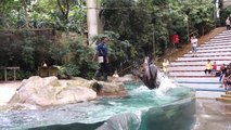 [Sony RX100 III] Singapore Zoo - Splash Safari Show