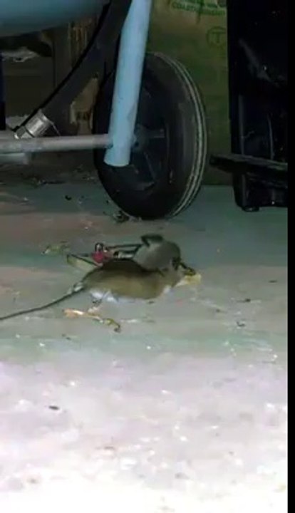 watch mouse traping.