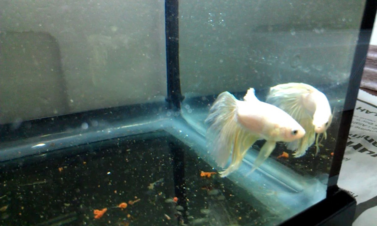 golden betta