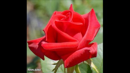 Surat Muddaththir 74