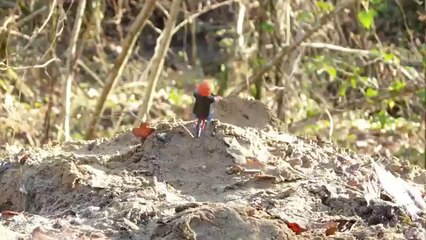 Des playmobiles font du VTT en stopmotion. Très bien fait