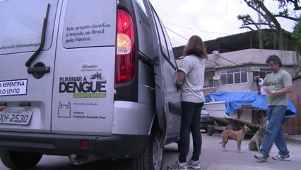 Mosquitos ‘vacinados’ combatem a dengue