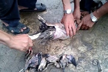 Một con rắn ăn một con gà và 14 con gà con