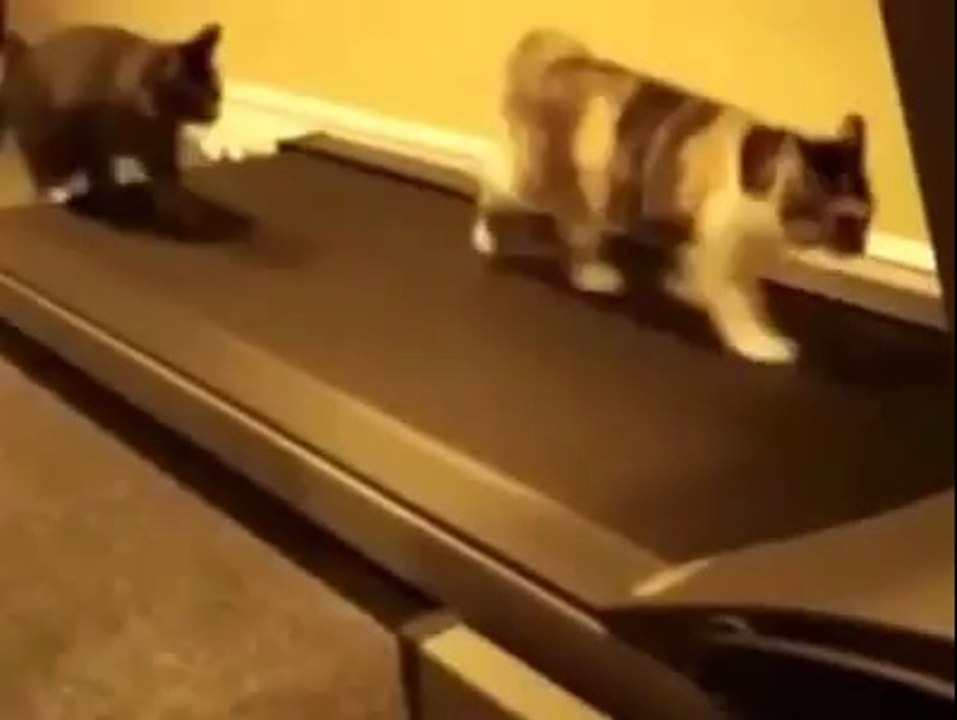 Cats on the treadmill very funny clip