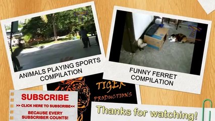 Dogs scared of cats - Funny animal