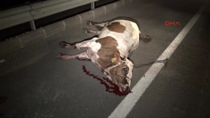 Otomobil İneğe Çarptı: 1 Ölü, 4 Yaralı