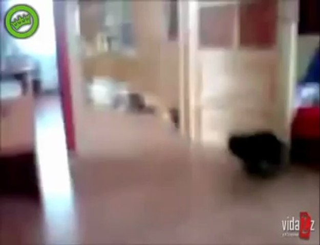 Funny cat drifting with car sounds ! hahahaha