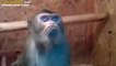Kızdığı Sevgilisinden İlgi Bekleyen Kezban Tribi Atan Maymun