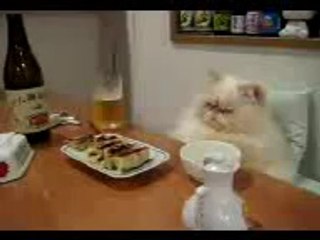 Funny cat eating like a man...!! Hahahaha very funny (MUST WATCH)