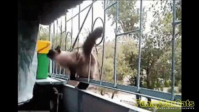 Funny Cats and Cute Kittens videos musical compilation #6