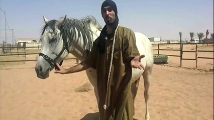 Riding Horses(Arabian Riding)Photos