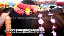 Brown Bull For Qurbani 2014 Selling in Cow Mandi 2014 Lahore Shahpur Kanjra