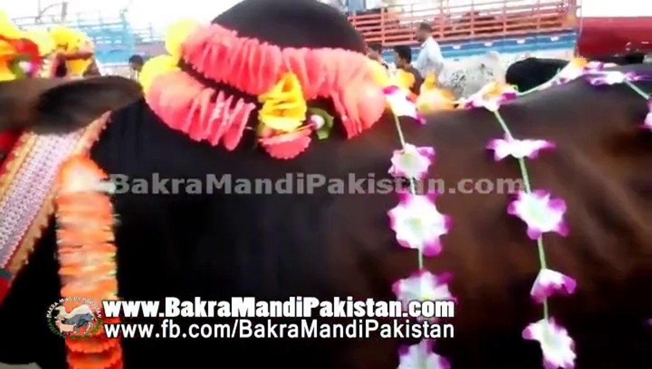 Brown Bull For Qurbani 2014 Selling in Cow Mandi 2014 Lahore Shahpur Kanjra