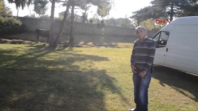 Erzurum Kurbanlık Boğa Korkulu Anlar Yaşattı