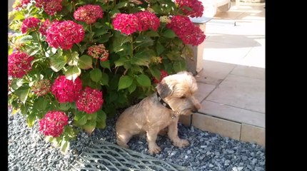 chiens et chats de la maison