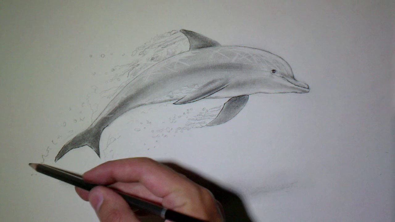 Apprendre a dessiner un dauphin - Vidéo Dailymotion