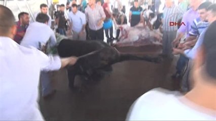 Gaziantep'te Çocukların Gözü Önünde Kurban Kesimi