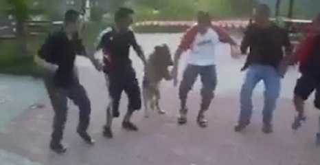 Bu Köpeğin Marifetine İnanamayacaksınız