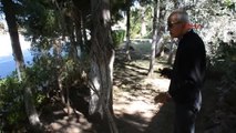 İzmir Ağaçların Kesilmesi Kararı Tepki Topladı