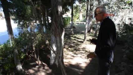 İzmir Ağaçların Kesilmesi Kararı Tepki Topladı