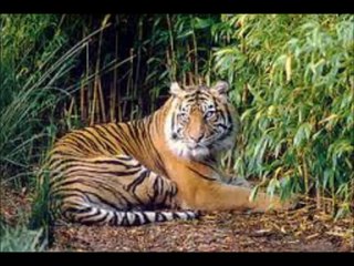 raymond van het groenewoud Danielle