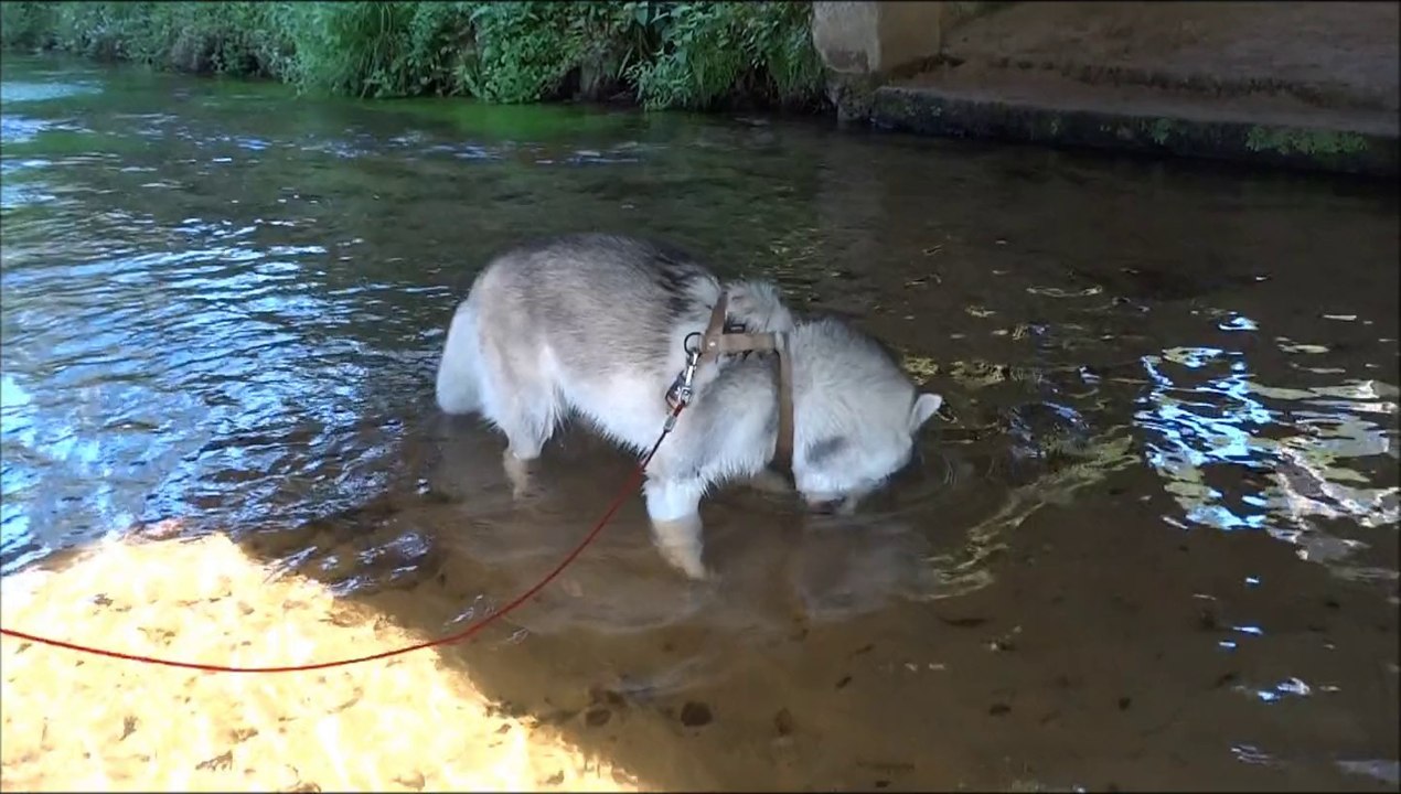 husky apneiste