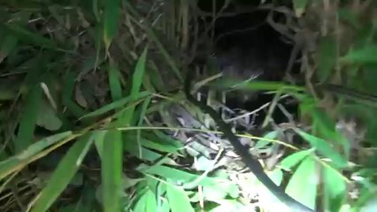 Ils découvrent des chiots en sauvant un chien abandonné