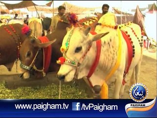 Eid-ul-Adha Ki Tiyari part03