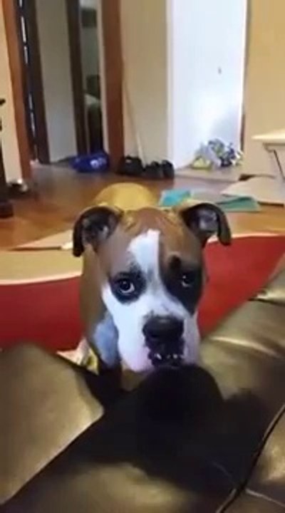 Un chien supplie sa maitresse pour monter sur le canapé