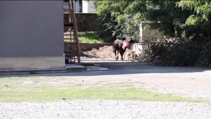 Kaçan Boğa 7 Uyuşturucu İğneyle Yakalanabildi