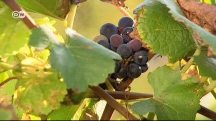 Alemania, tierra de vinos (06): Espumoso con tradición | Euromaxx