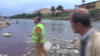 Rize'de Gözü Bağlı Kurbanlık Dana Kaçıp Dereye Girdi