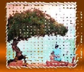 SAFF 1011 ORGANİK GIDA